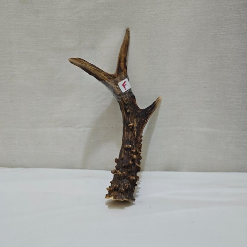 Deer roe antler thumbstick - deer, /roe