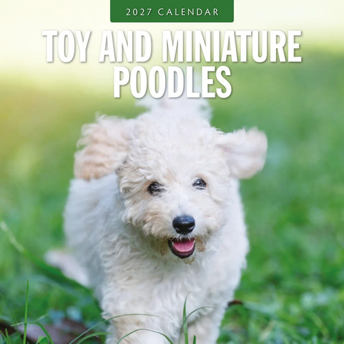 Toy and miniature - poodles, 2027