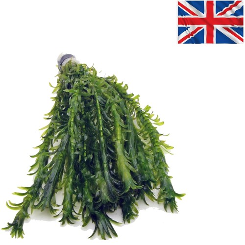 Stems elodea densa low - 12,
