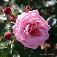 Aloha - Climbing Rose FREE