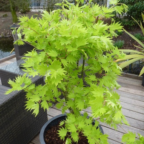 Japanese maple tree acer - japanese, tree,