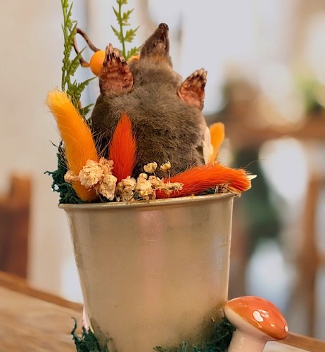 Autumn theme mole curiosity - theme,