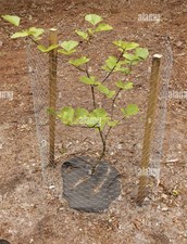 Green beech tree - green,