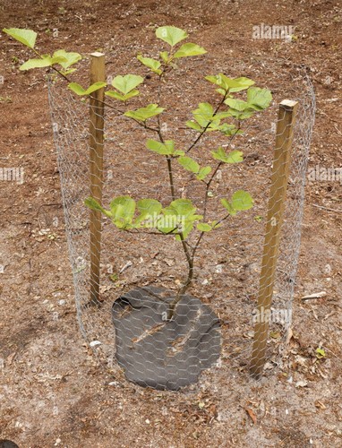 Green beech tree fagus - tree,