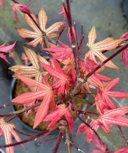 Acer palmatum strawberry - acer,