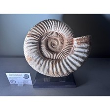 Large Ammonite and display