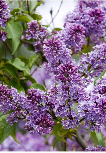 Syringa vulgaris common - 2,