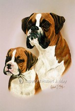 Boxer & Pup Print by Robert J