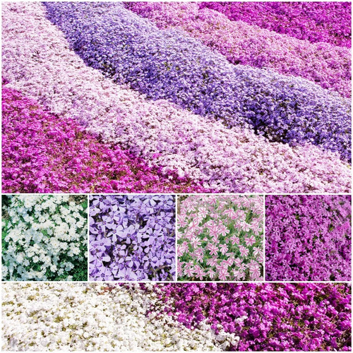 Creeping phlox plants mixed - 6x,