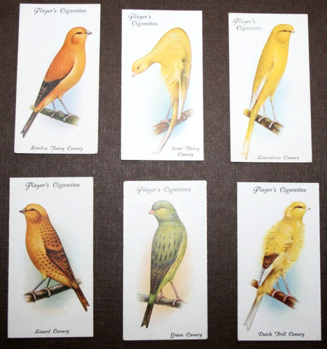 Canary breeds 6 x vintage - x,
