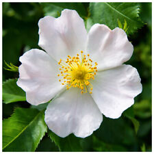 10 White Wild Rose Hedging 30-50cm Plants,Rosa Rugosa Alba, Flowers & Fruit