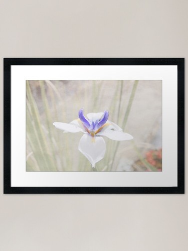 Iris framed art - framed, print