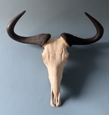 TAXIDERMY BLUE WILDEBEEST