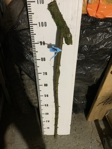 Blackthorn walking stick - blackthorn,