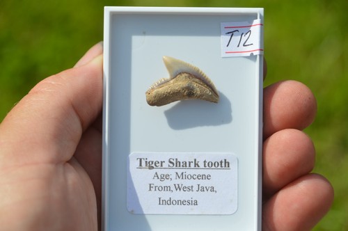 T12 lovely rare javan - t12.....lovely,