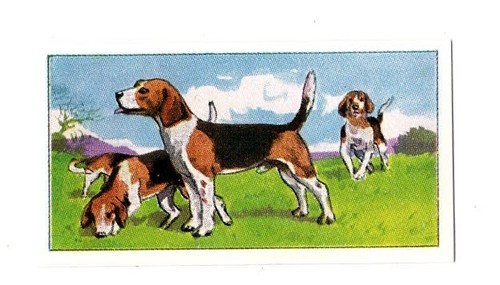 Dogs work collector - at, card