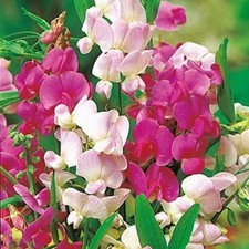 40 seeds Everlasting pea mixed+4" FREE REUSABLE PLANT LABEL