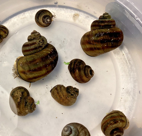 Mystery snails asian ringed - snails,