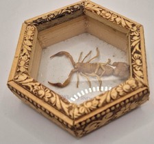 Real Scorpion Specimen Tunisia