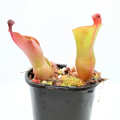 Heliamphora heterodoxa - , x