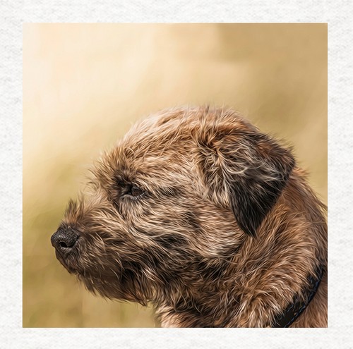 Dog border terrier - dog,