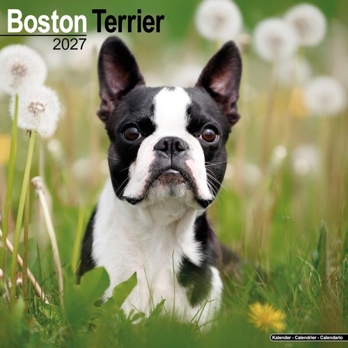 Boston terrier 2027 - terrier,
