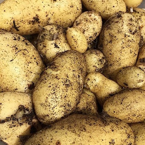 Jazzy seed potatoes new - jazzy,