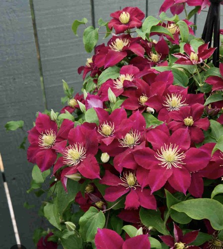 Clematis aotearoa cm - clematis, inc