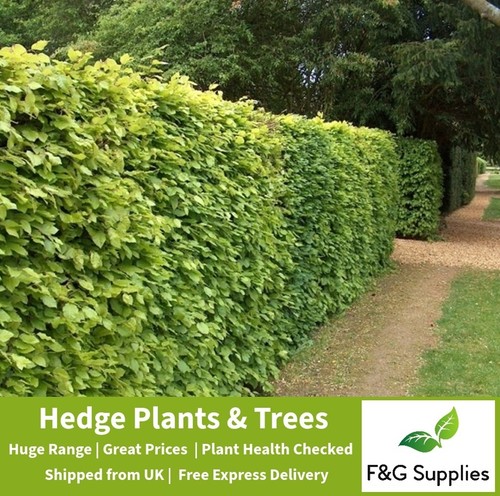 Green beech native bare - 10,