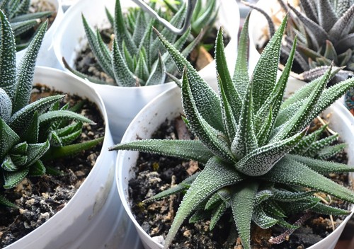 Aloe plant frosted - plant, lace