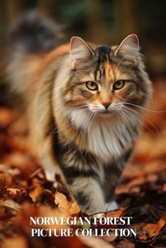 Norwegian forest cat photo - norwegian,