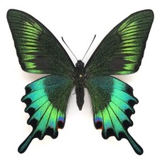 SPECIMEN - Papilio maackii