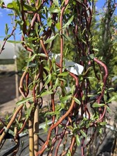 Salix Scarlet Curls Twisted Willow Tree 5-6ft Tall 7.5 Litre Pot by Directplants