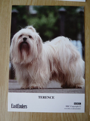 Terence the dog - the,