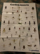 THE GUARDIAN Garden Insects A1