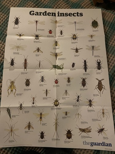 The guardian garden insects - garden, a1