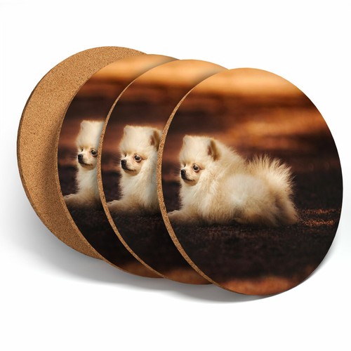 Set cute pomeranian - -,