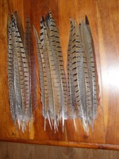 30 COCK PHEASANT TAIL FEATHERS