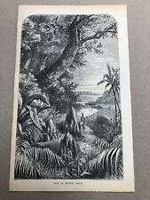 1866 original print - nests of termite africa