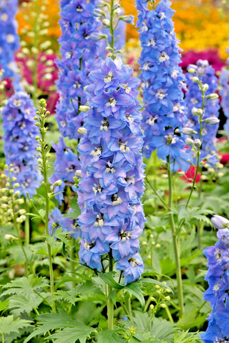 Cm delphinium magic - 3,