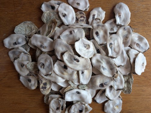 Oyster shells x - oyster,