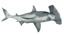 Hammerhead Shark Self Adhesive