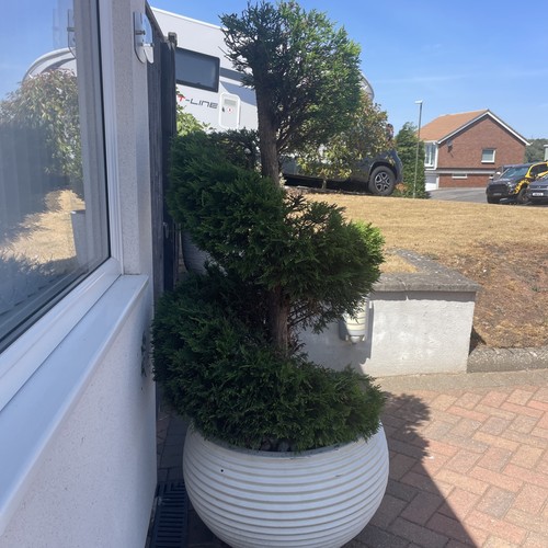 Pair cypress spiral - pair, of