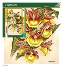 ORCHIDS / Orchid Wild Flowers