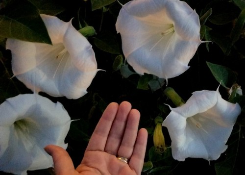 Usa datura inoxia moon flowers - usa,