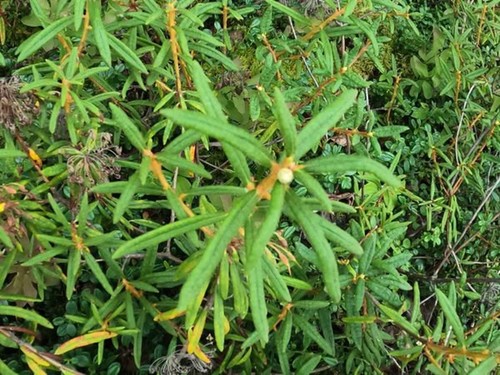 Rhododendron groenlandicum - , /