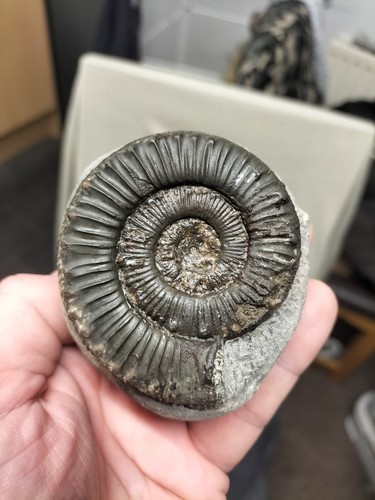 Beautiful peronoceras - beautiful,
