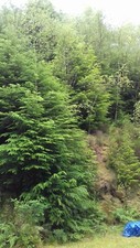 3 Western Hemlock Bareroot