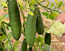 Green Finger Lime Grafted Tree