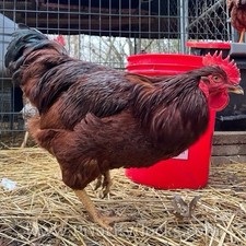 6+ Heritage Rhode Island Red